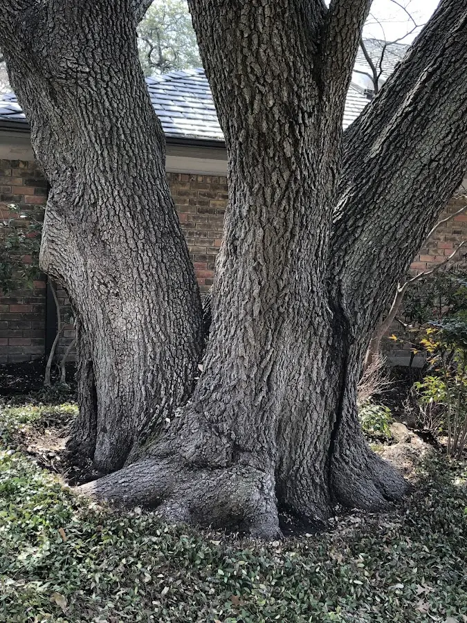 Mature heritage tree close to a Newton Upper Falls property cared for by certified arborists