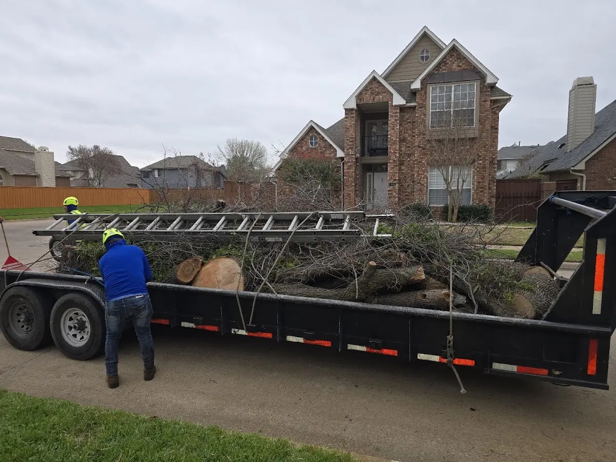 Expert Tree Fertilization with proper safety equipment in Newton Upper Falls